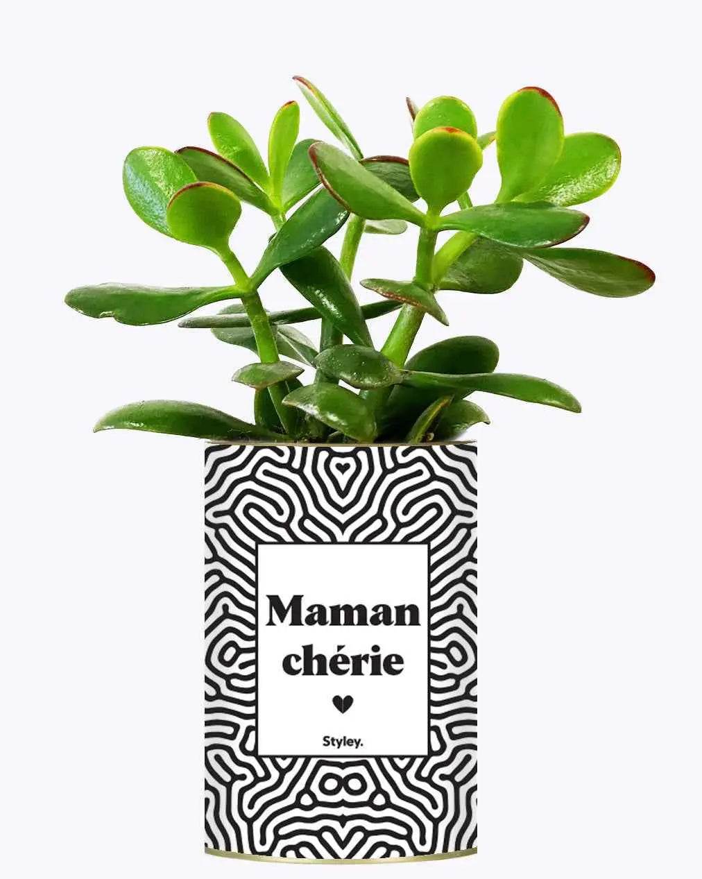 Maman Chérie - Plante Crassula varié