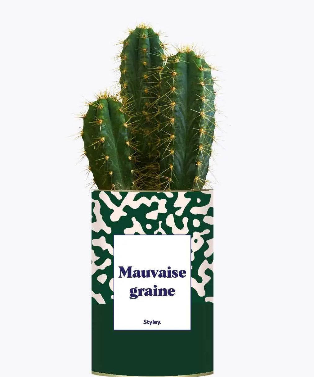 Mauvaise Graine - Plante Cactus varié