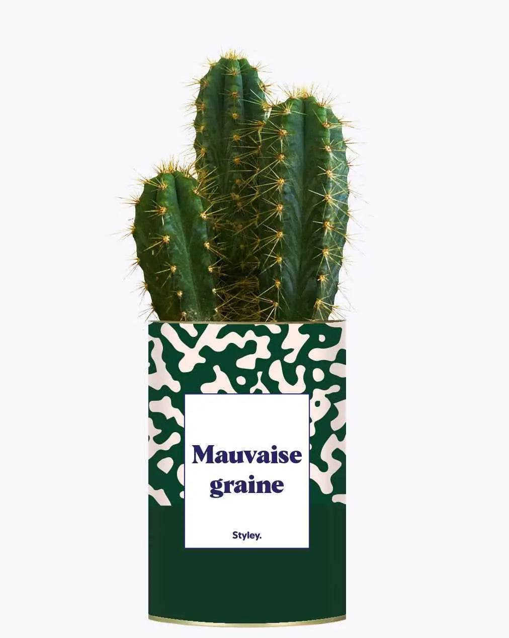 Mauvaise Graine - Plante Cactus varié