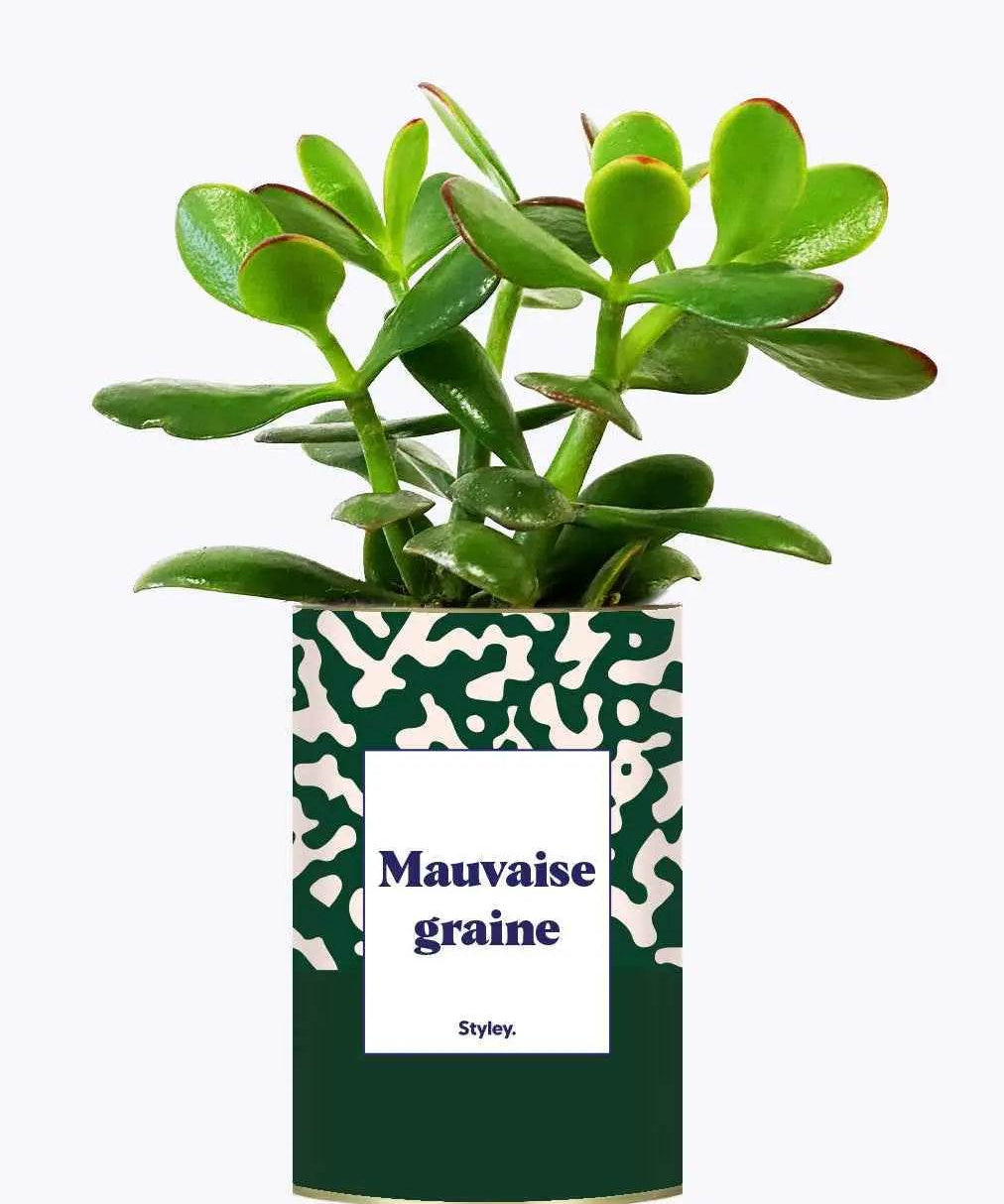 Mauvaise Graine - Plante Crassula varié