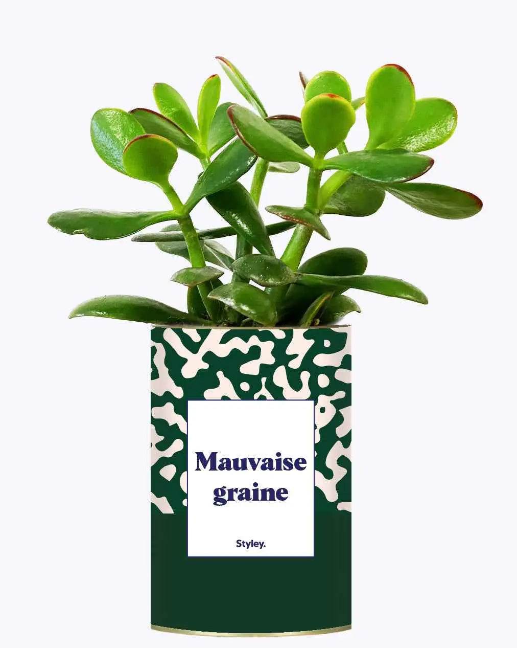 Mauvaise Graine - Plante Crassula varié
