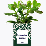 Mauvaise Graine - Plante Crassula varié