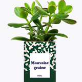 Mauvaise Graine - Plante Crassula varié