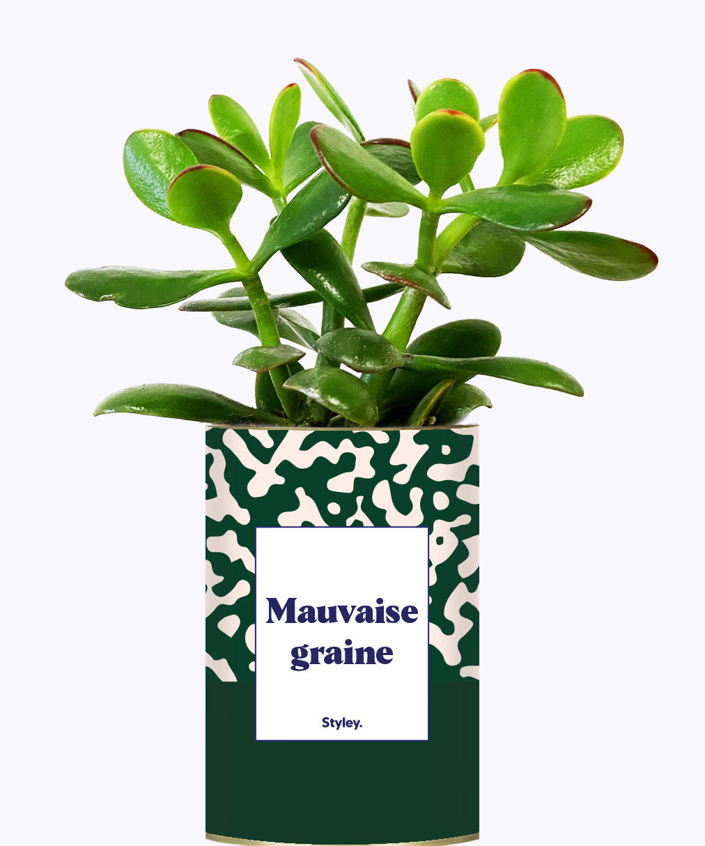 Mauvaise Graine - Cactus