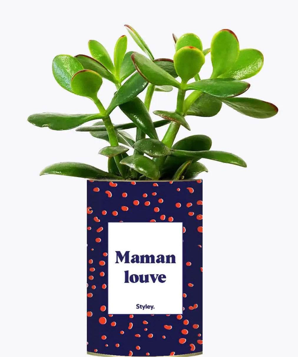 Maman louve - Plante Crassula varié