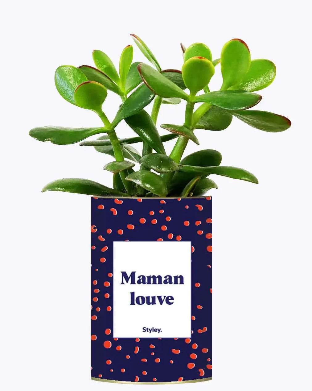 Maman louve - Plante Crassula varié