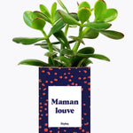 Maman louve - Plante Crassula varié