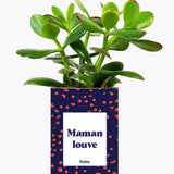 Maman louve - Plante Crassula varié