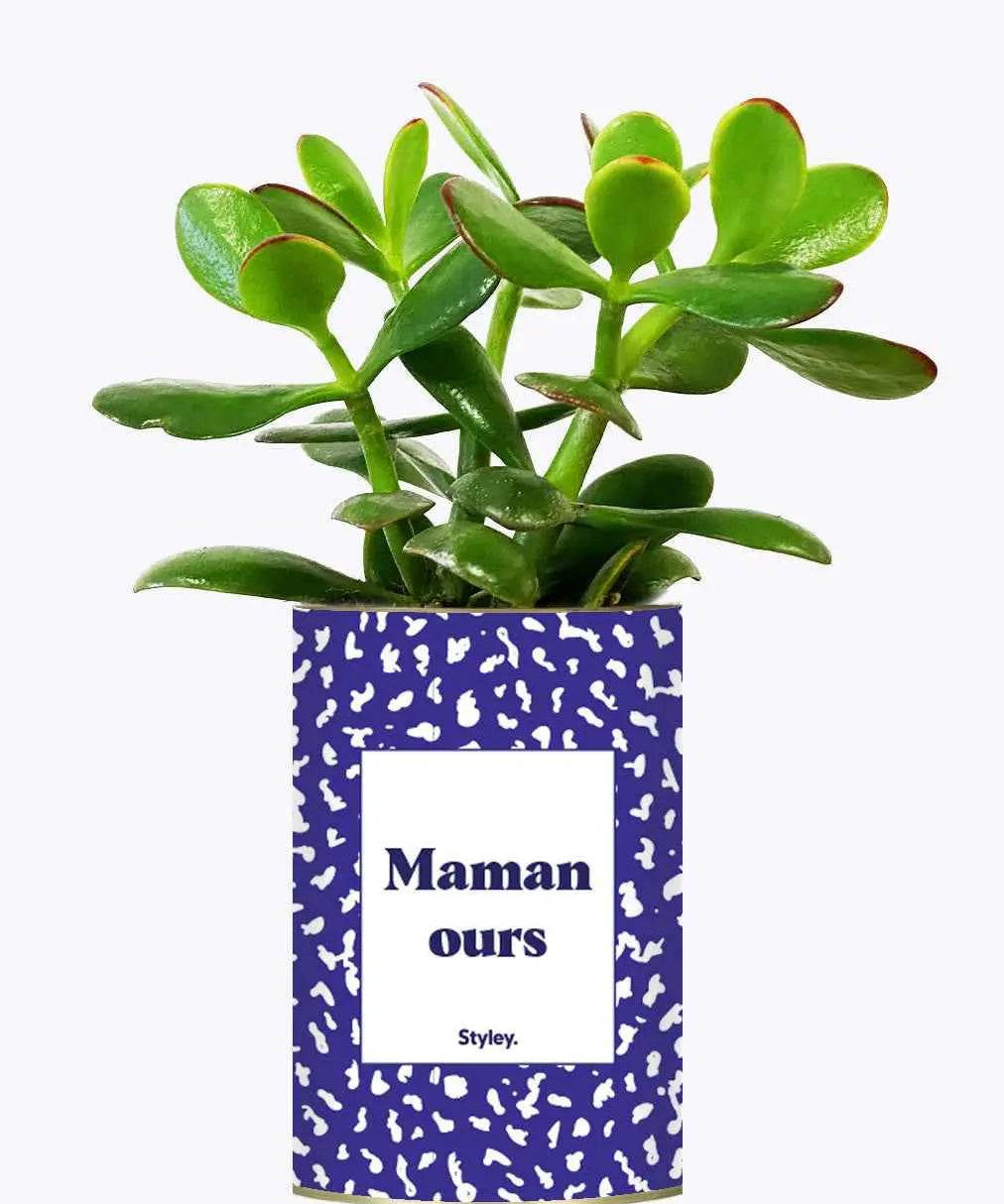 Maman ours - Plante Crassula varié