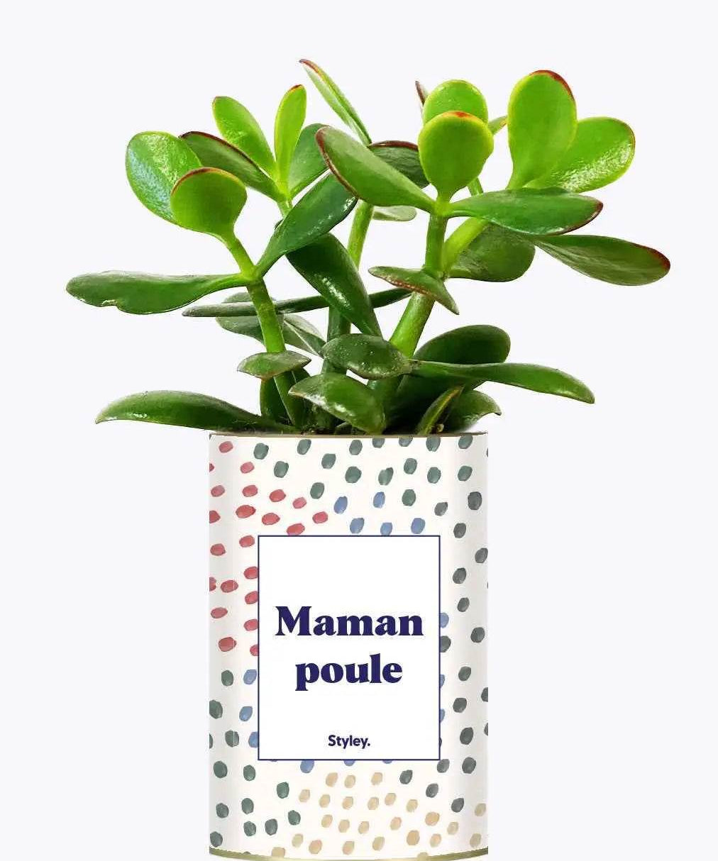 Maman poule - Plante Crassula varié