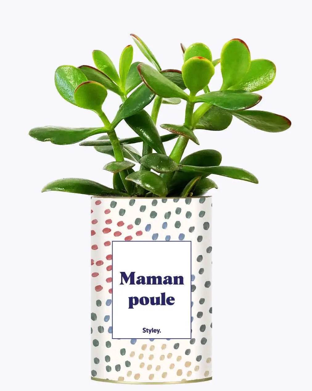 Maman poule - Plante Crassula varié
