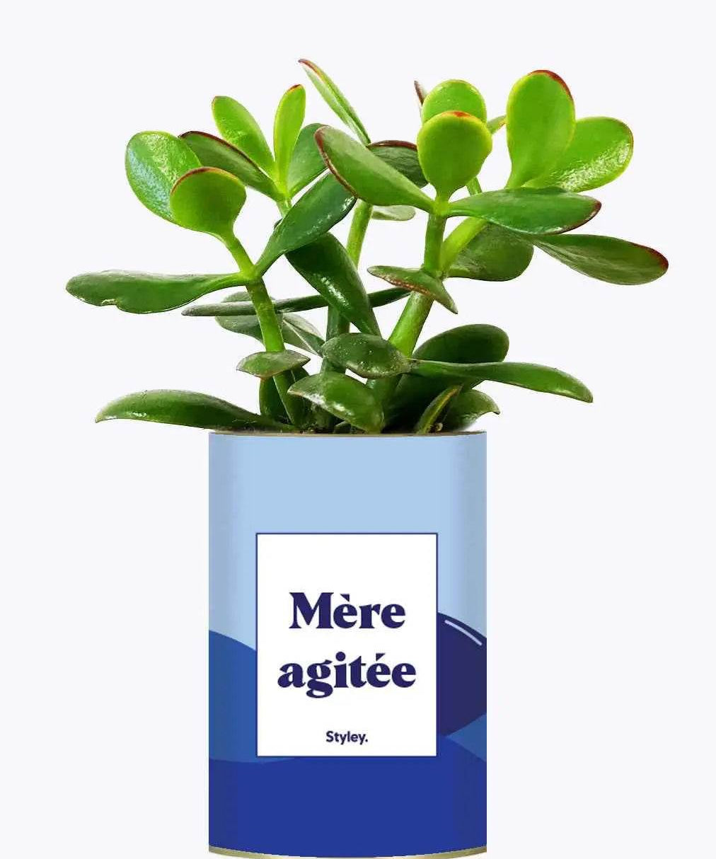 Mère agitée - Plante Crassula varié