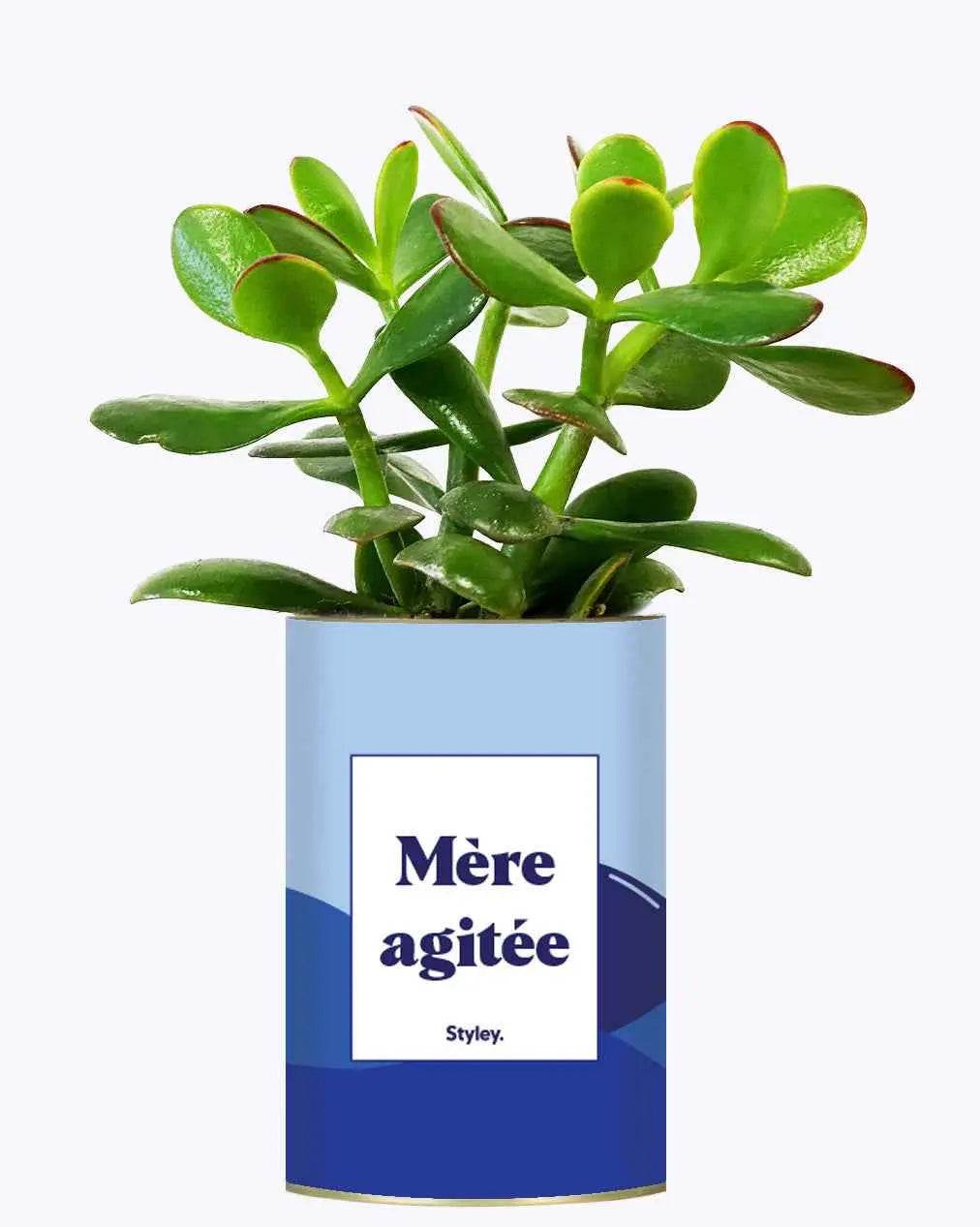 Mère agitée - Plante Crassula varié