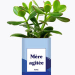Mère agitée - Plante Crassula varié