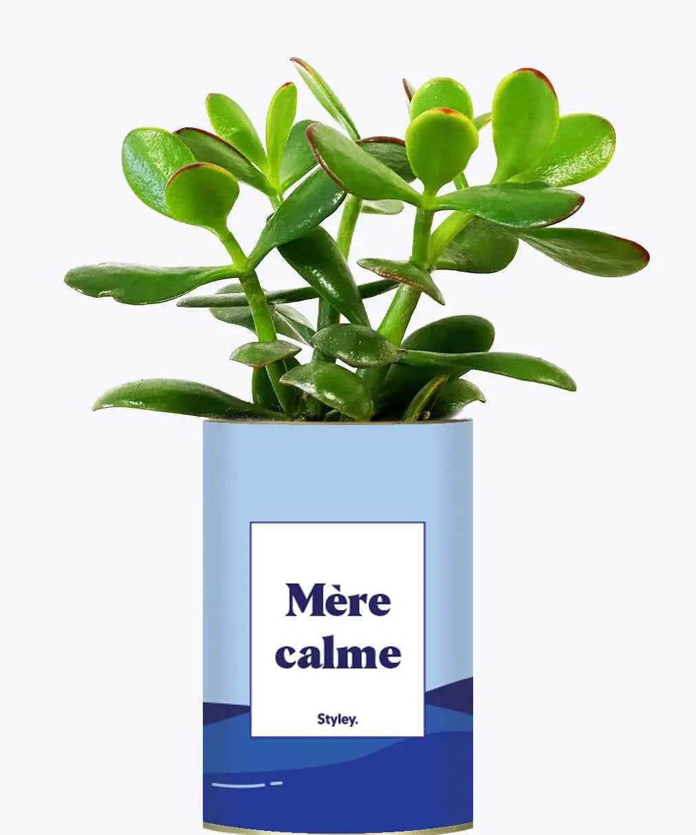 Mère calme - Plante Crassula varié