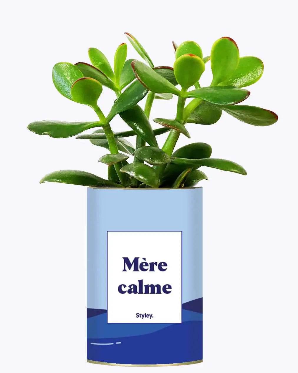 Mère calme - Plante Crassula varié