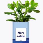 Mère calme - Plante Crassula varié