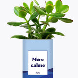 Mère calme - Plante Crassula varié