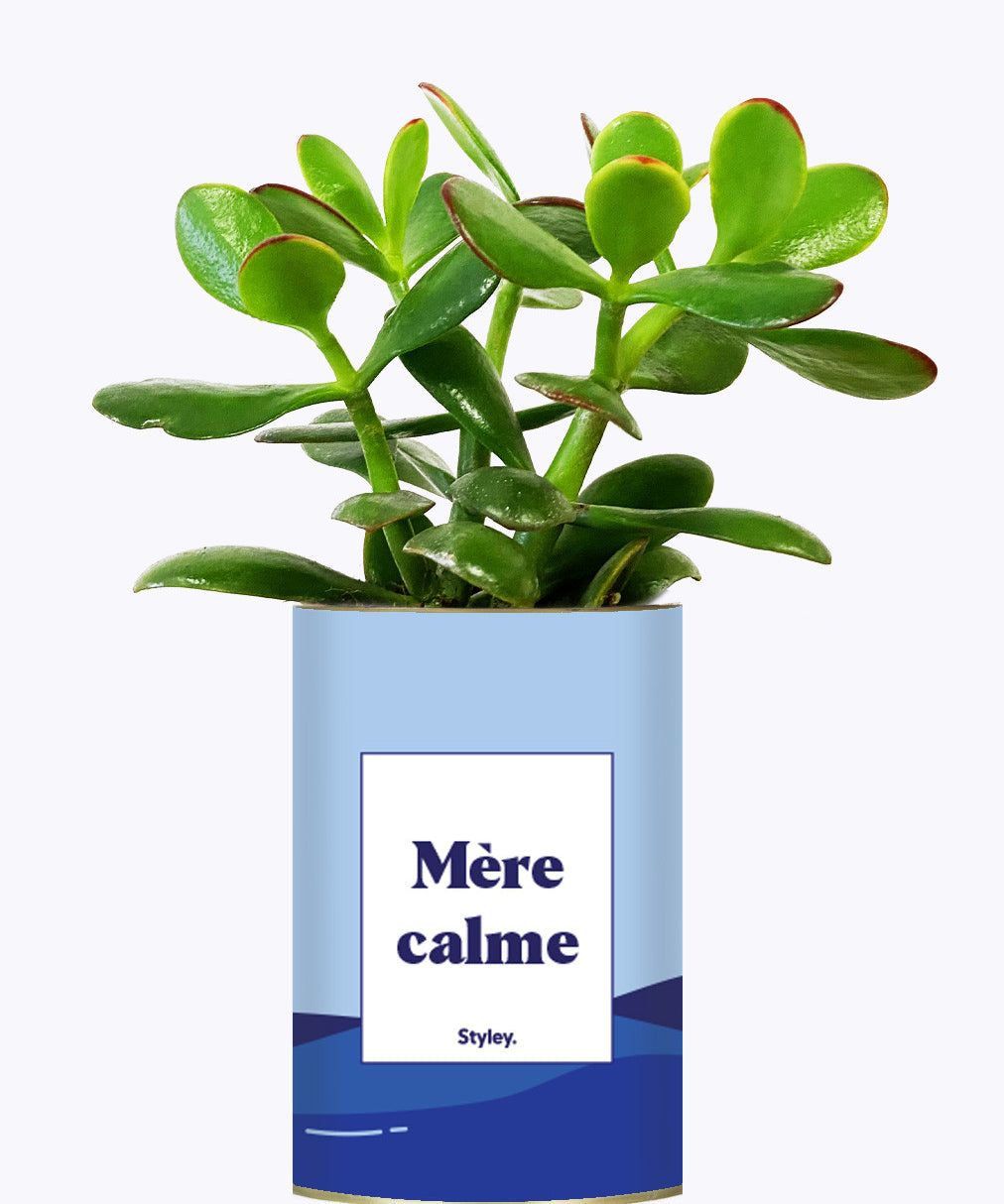 Mère calme - Cactus