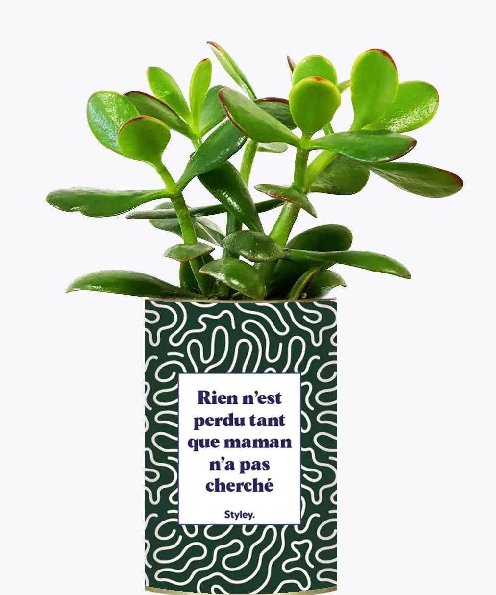 Rien n'est perdu tant que maman n'a pas cherché - Plante Crassula varié
