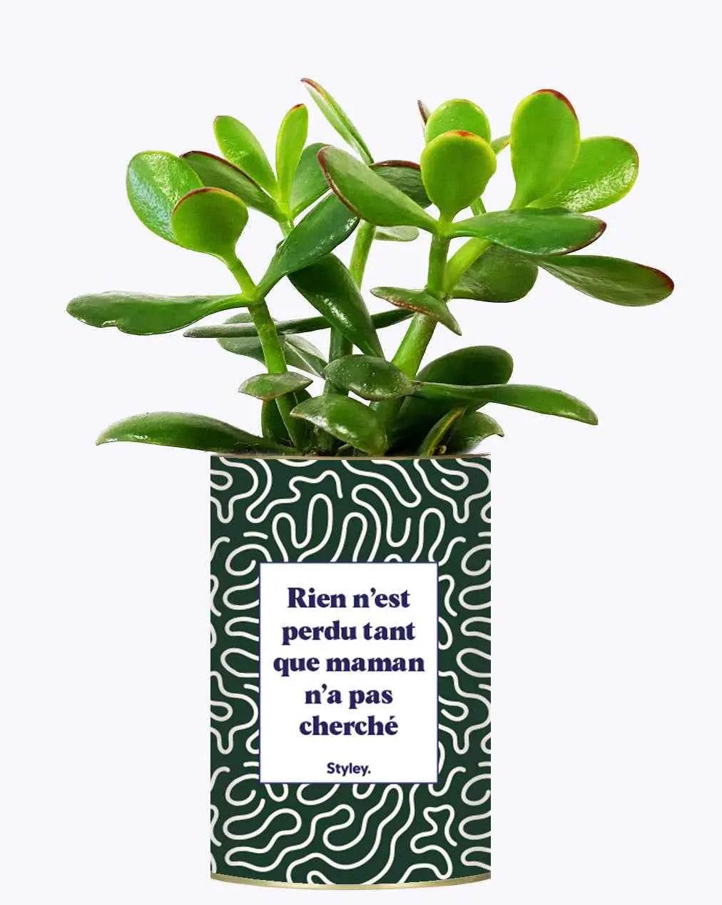 Rien n'est perdu tant que maman n'a pas cherché - Plante Crassula varié