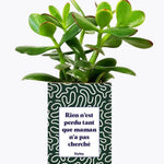 Rien n'est perdu tant que maman n'a pas cherché - Plante Crassula varié