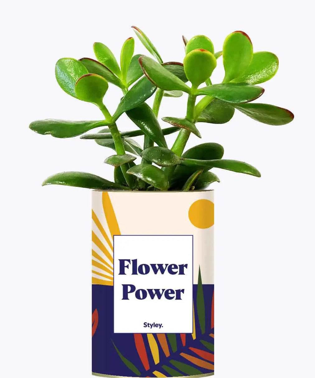 Flower Power - Plante Crassula varié