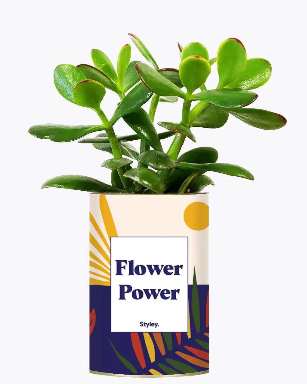 Flower Power - Plante Crassula varié