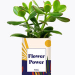 Flower Power - Plante Crassula varié