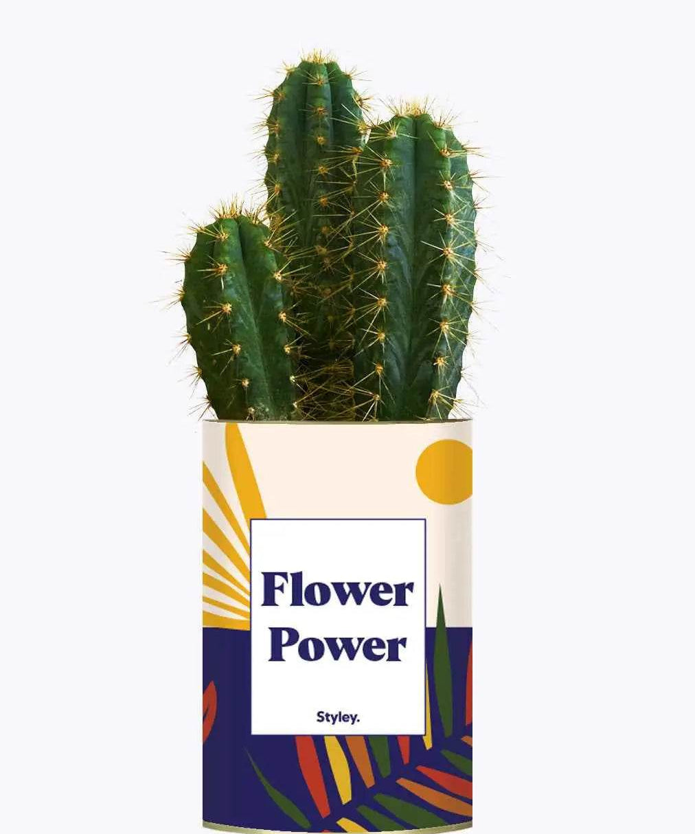 Flower Power - Plante Cactus varié