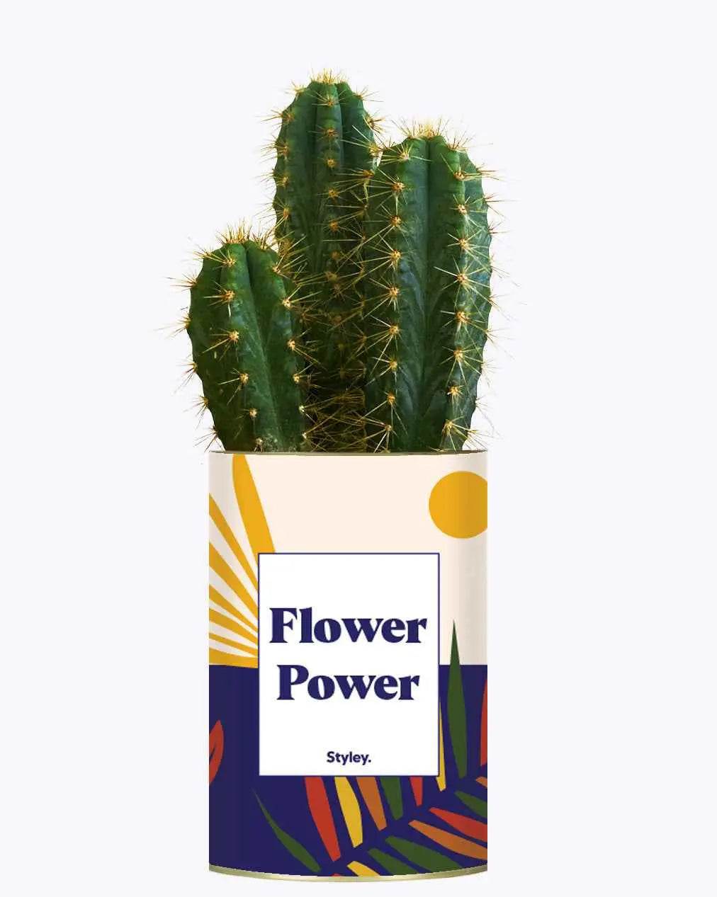 Flower Power - Plante Cactus varié