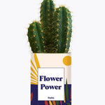 Flower Power - Plante Cactus varié