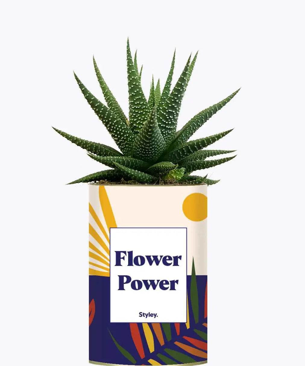 Flower Power - Plante