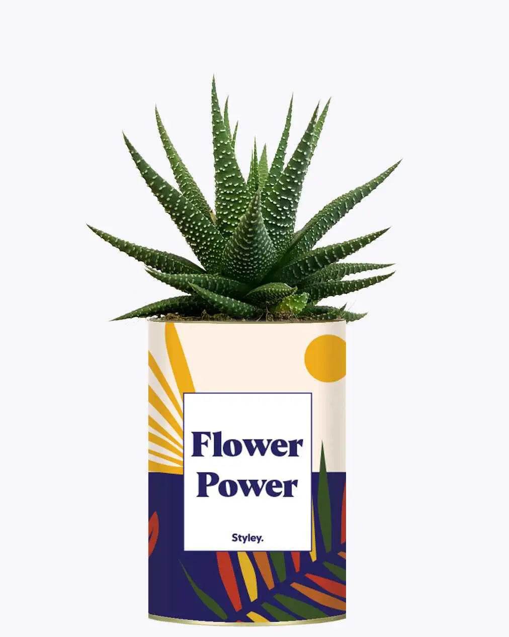 Flower Power - Plante