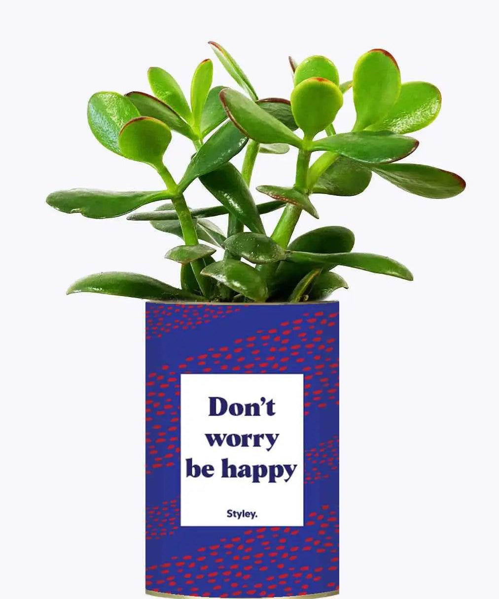 Don't worry be happy - Plante Crassula varié