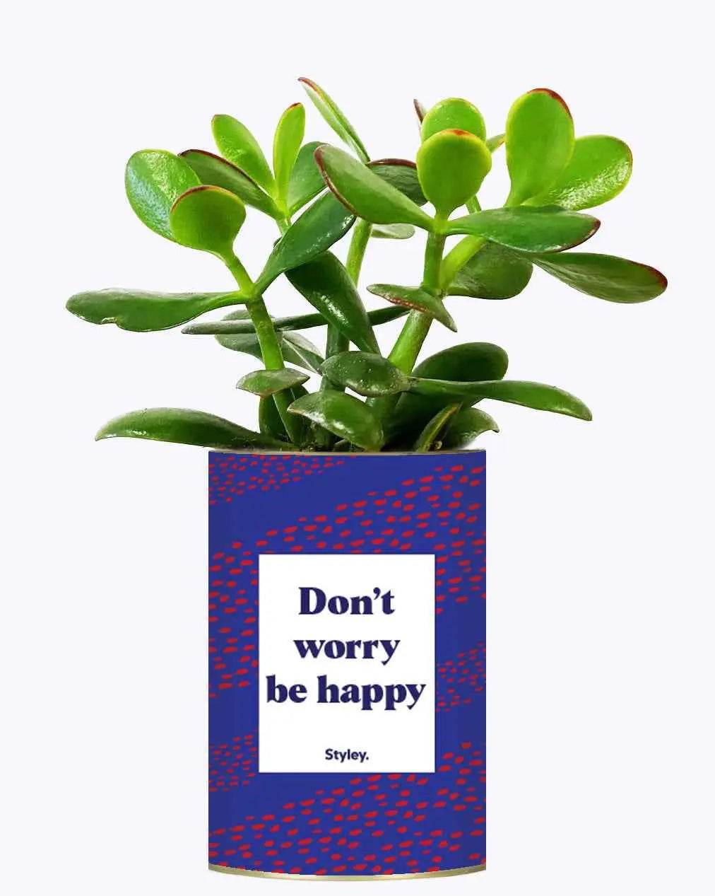 Don't worry be happy - Plante Crassula varié