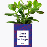Don't worry be happy - Plante Crassula varié
