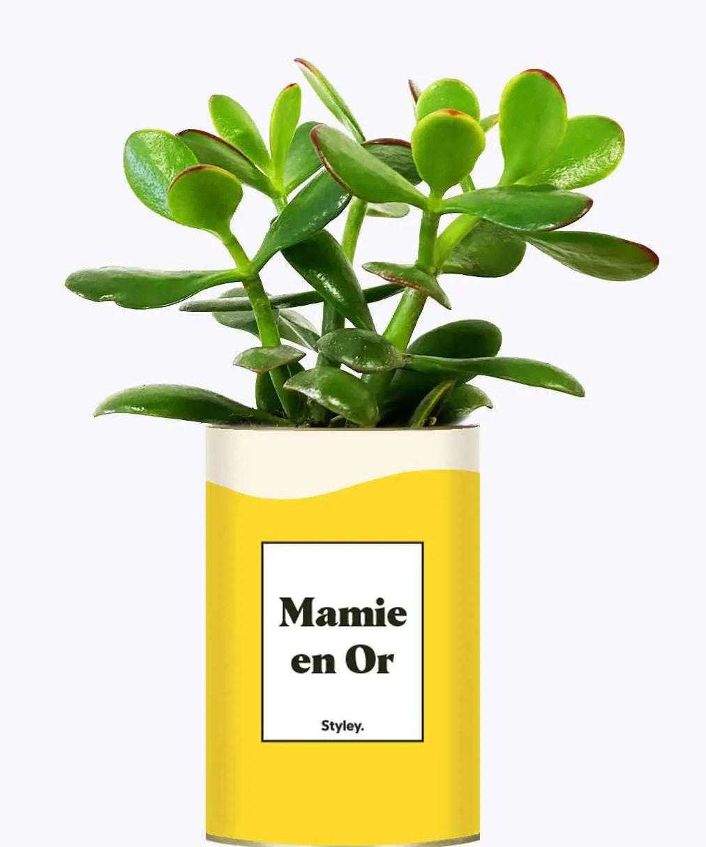 Mamie en Or - Plante Crassula varié