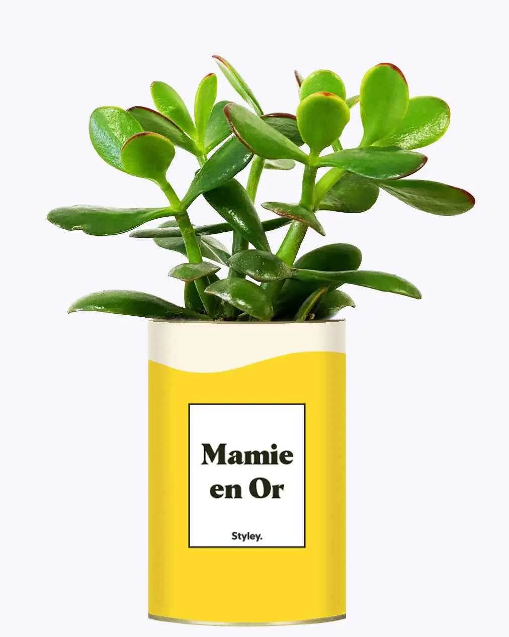 Mamie en Or - Plante Crassula varié