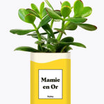 Mamie en Or - Plante Crassula varié