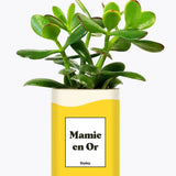 Mamie en Or - Plante Crassula varié
