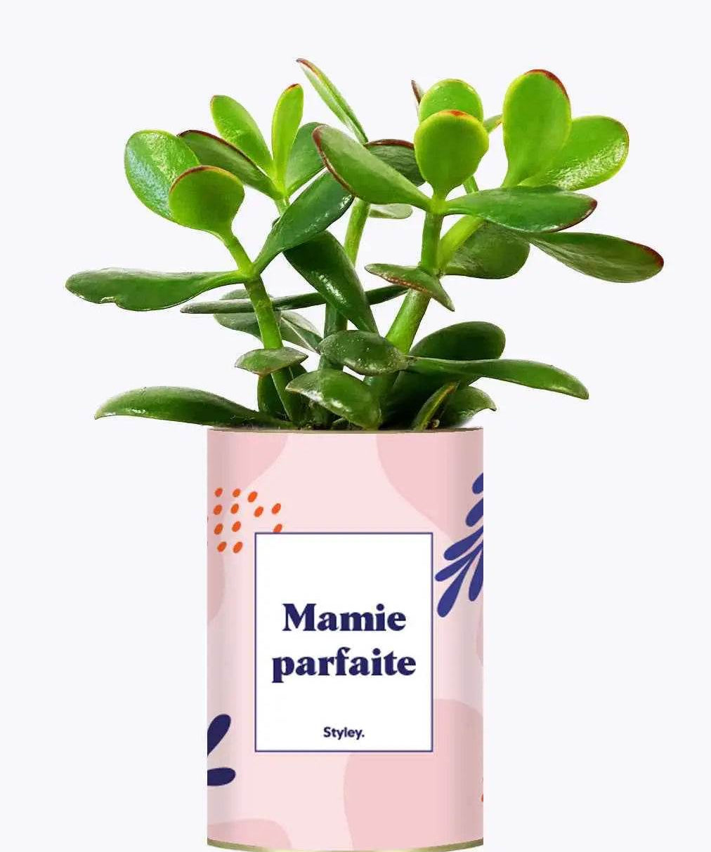 Mamie parfaite - Plante Crassula varié
