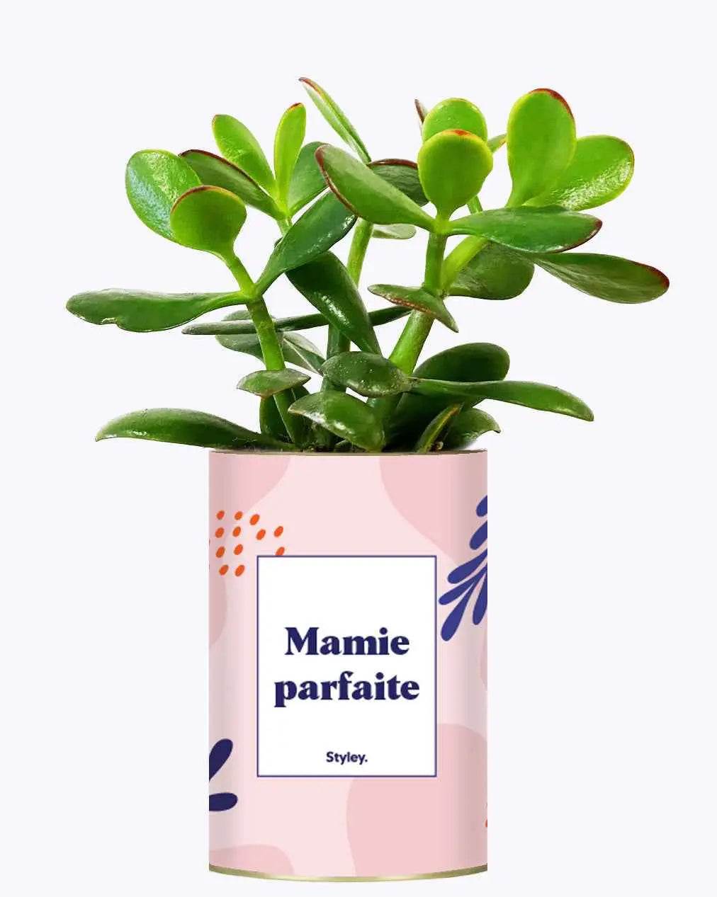 Mamie parfaite - Plante Crassula varié