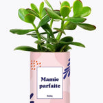 Mamie parfaite - Plante Crassula varié