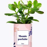 Mamie parfaite - Plante Crassula varié