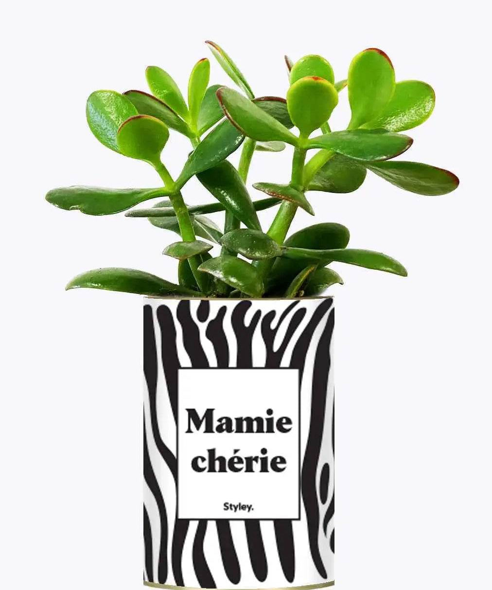 Mamie chérie - Plante Crassula varié