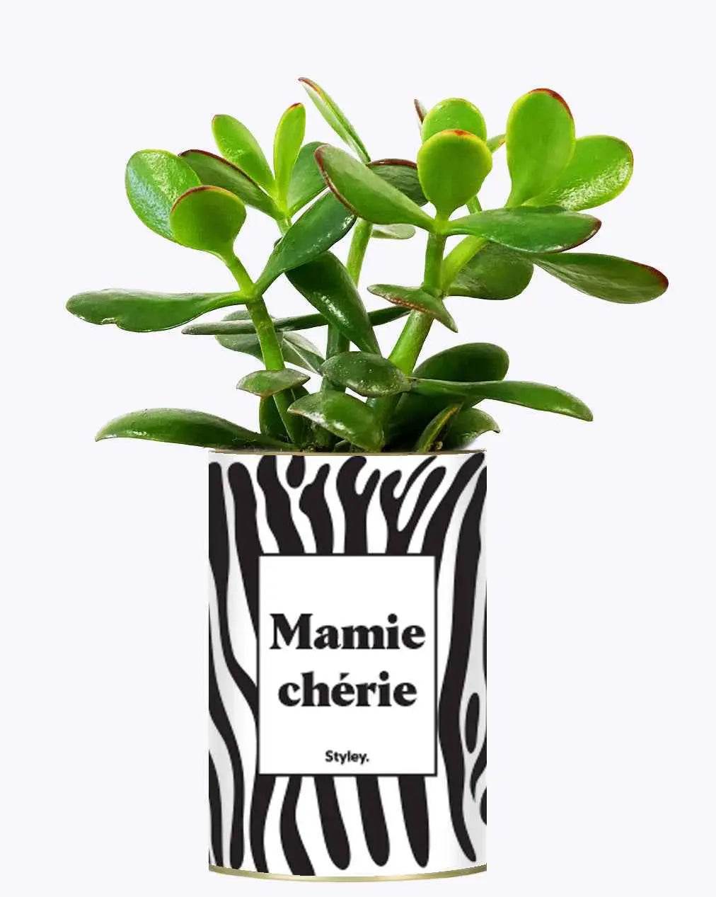 Mamie chérie - Plante Crassula varié