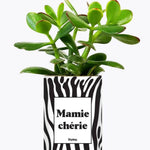 Mamie chérie - Plante Crassula varié