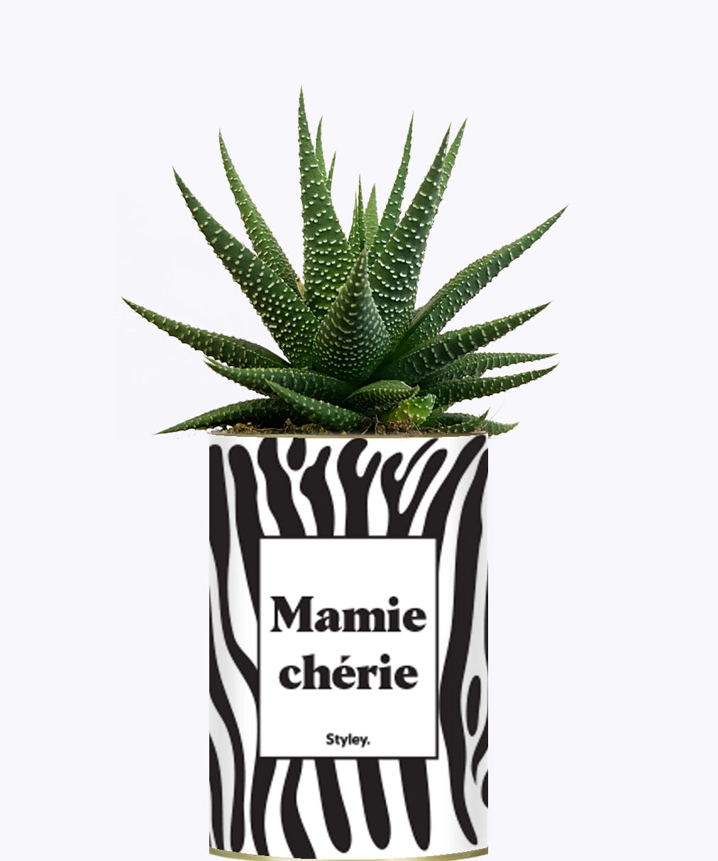 Mamie chérie - Cactus