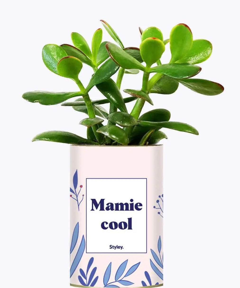 Mamie cool - Plante Crassula varié